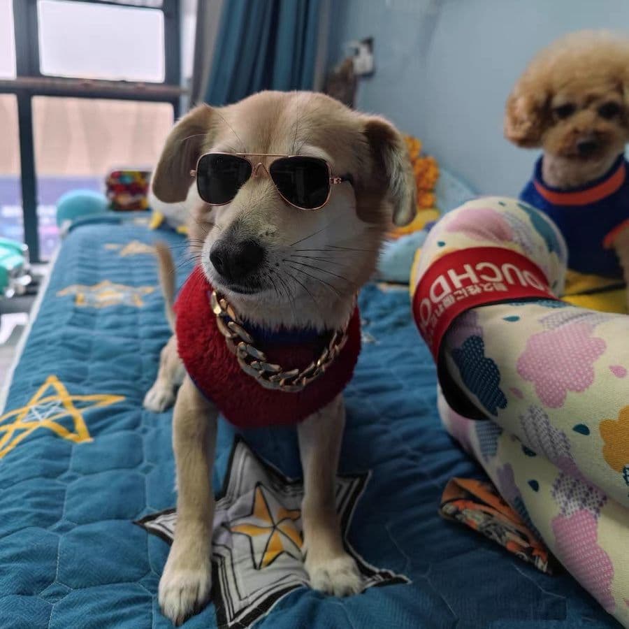 Pet Sunglasses Dog Glasses Cat Sunglasses Manufacturer Trendy Fashion Cross-border Dress-up Supplies In Stock