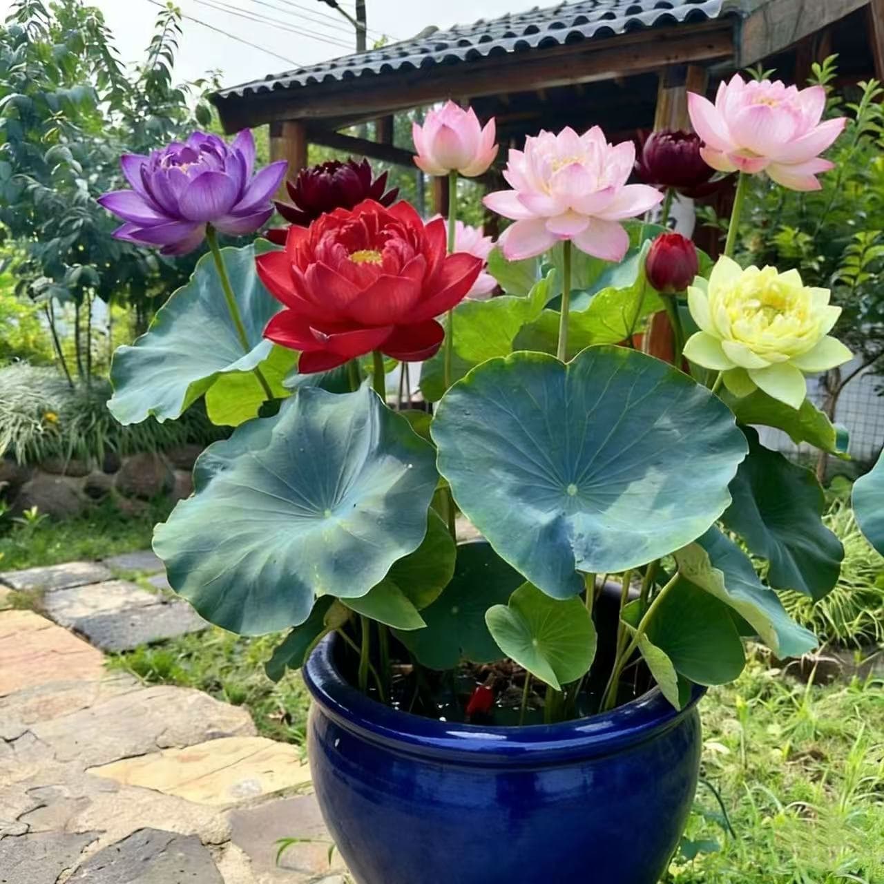 Four seasons pond large lotus seed lotus seedling water culture potted lotus pond lotus seed seedling ornamental lotus root lotus seedling