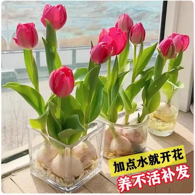 Tulip bulb seeds soil culture hydroponic package winter indoor cold-resistant water culture potted flower bulb hyacinth