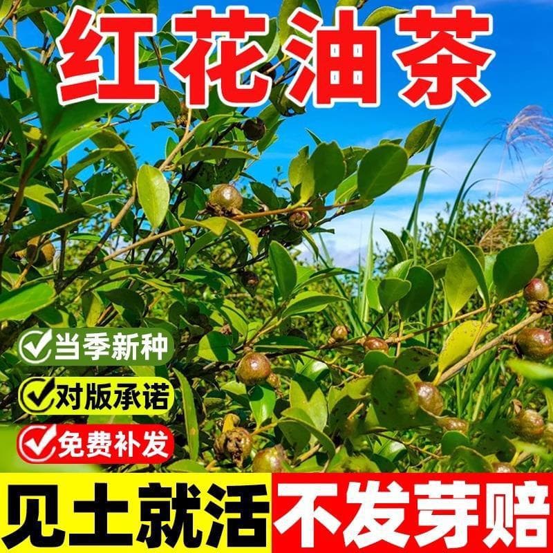 Newly collected camellia seeds, camellia oleifera seeds, tea tree, camellia oil tree, red flower, camellia oleifera, white flower tea, winter-resistant large fruit seeds