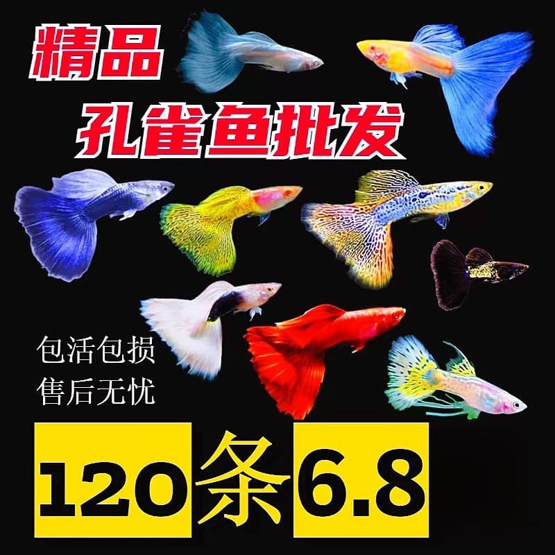 Fish angel fish ornamental fish anchovy fry freshwater pet fish good fish purebred fine fish guppy