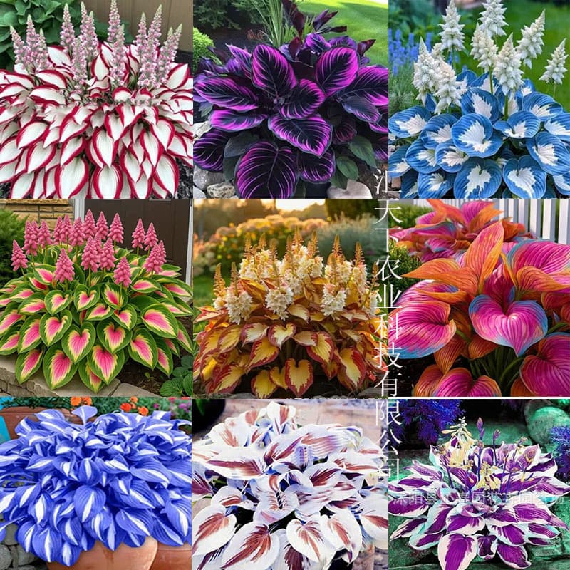 [Cross-border Supply] Colorful Hosta Seeds Hosta Flower Seeds Potted Flower Seeds White Crane Flower Hosta Seeds