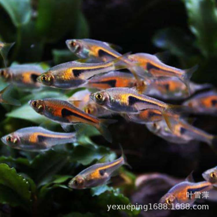 Golden Triangle Tetra live triangular small fish tetra family schooling tropical fish fish fish farm zebra fish planted aquarium special