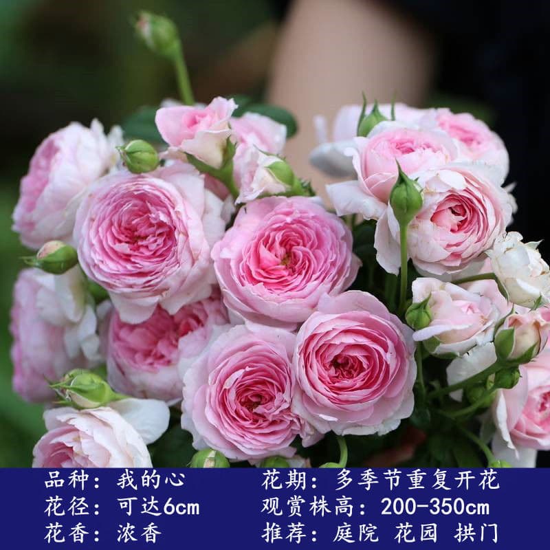 Rose Seedlings Climbing Rose Large Flowers Fragrant Courtyard Four Seasons Blooming Climbing Plants Flowers Potted Balcony Roses