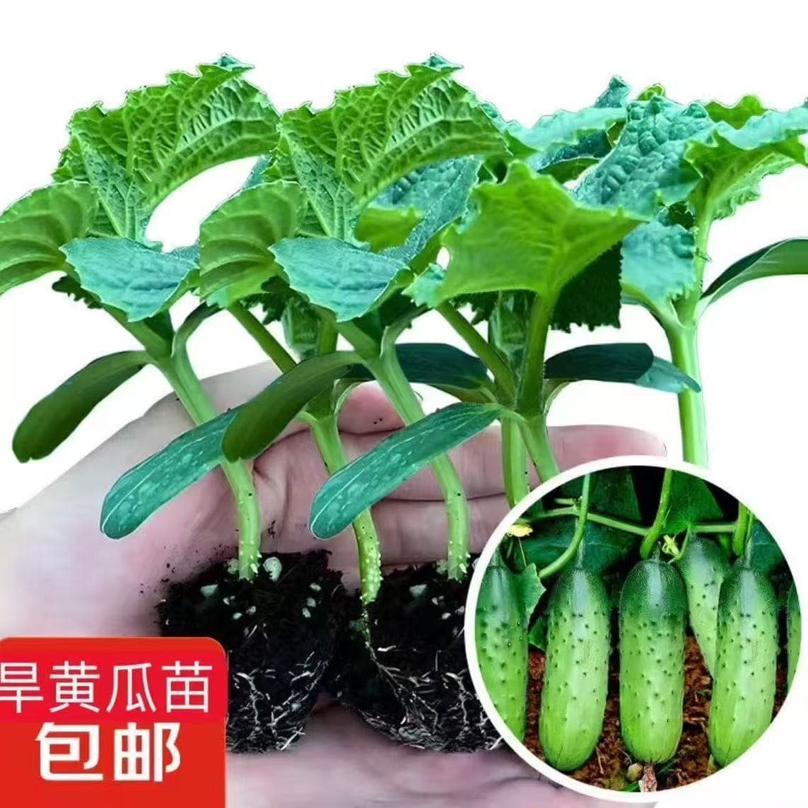 Cucumber Seedlings, Cucumber Sprouts, Fruit Cucumber Seedlings Shipped with Soil, Dense Thorn Cucumber Early Maturing High Yield Disease Resistant Drought Cucumber for Balcony