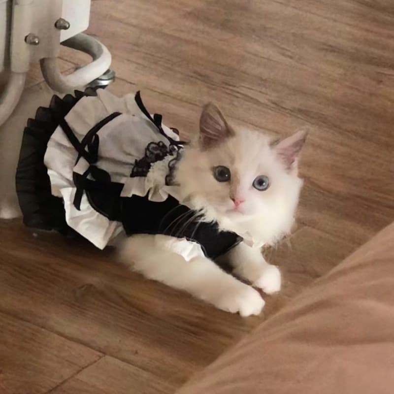 Pet Maid Dress for Cats and Dogs, Cute Princess Costume, Lolita Style Cat and Dog Dress