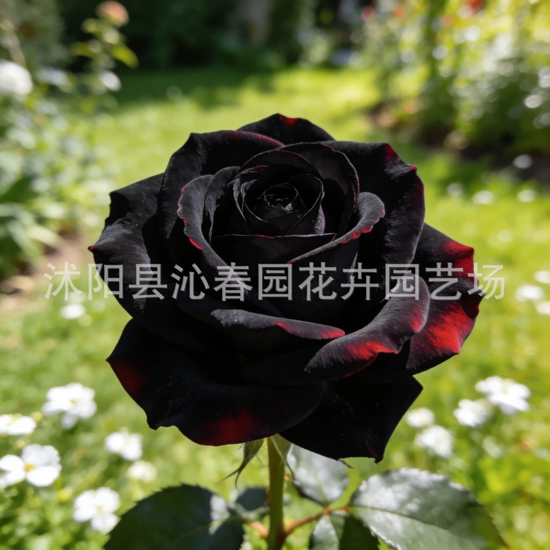Cross-border Rose Seeds Romantic Roses Cold-resistant Four-season Fragrant Monthly Rose Seeds Potted Outdoor Balcony