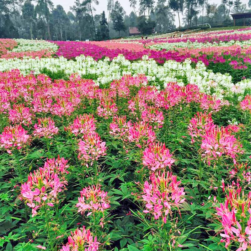 Spider Flower Sea Creation for Scenic Spots Free Design Mixed Color Pink Tall Stem Flower Seeds