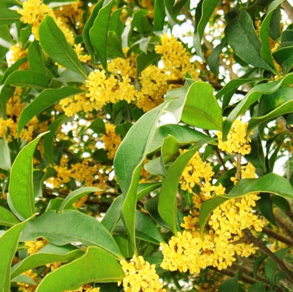 Osmanthus, Cherry Blossom, Hibiscus, and Cosmos Seeds - Four-Season Ornamental Potted Plants, Cross-Border Best-Selling Flower Seeds
