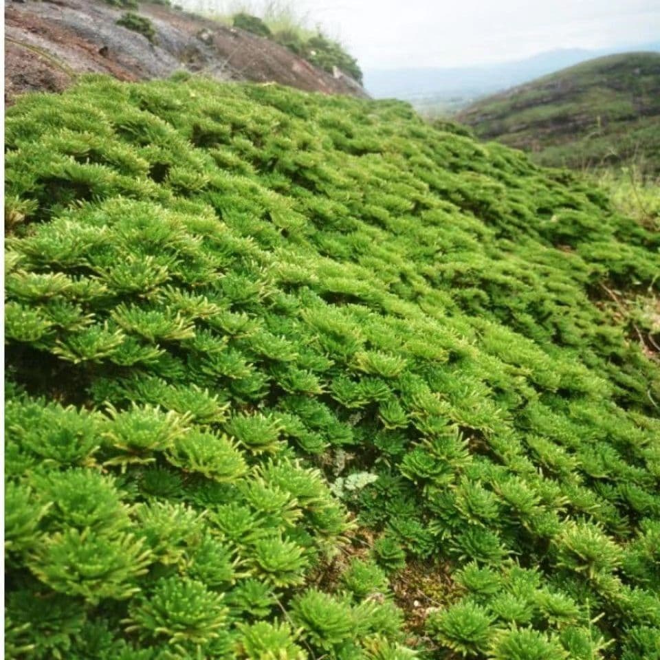 Selaginella Plant Green Potted Plant Pure Resurrection Fern Indoor Evergreen Bonsai Small Leaf Wild Resurrection Grass