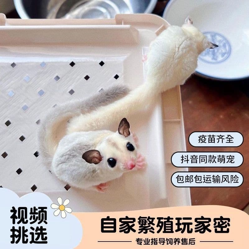 Player sugar glider live pet honey quoll live animal larvae white face mosaic baby internet celebrity honey quoll flying rat kangaroo