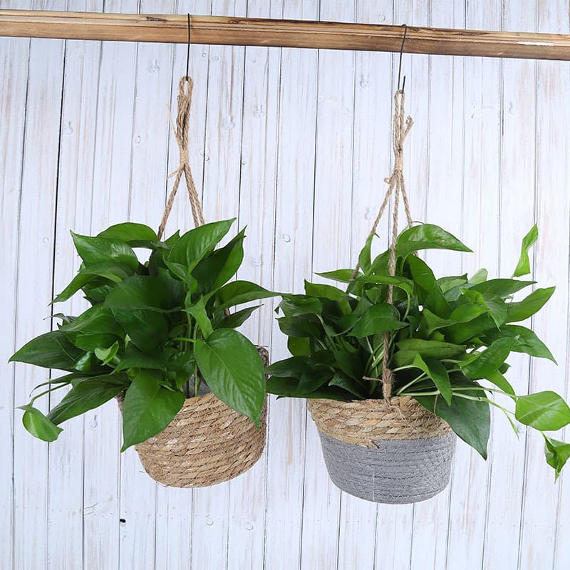 Handwoven Large Mouth Basket Grass Wicker Hanging Plant Pot Basket Greenery Potted Plant Hanger Country Style Garden Basket