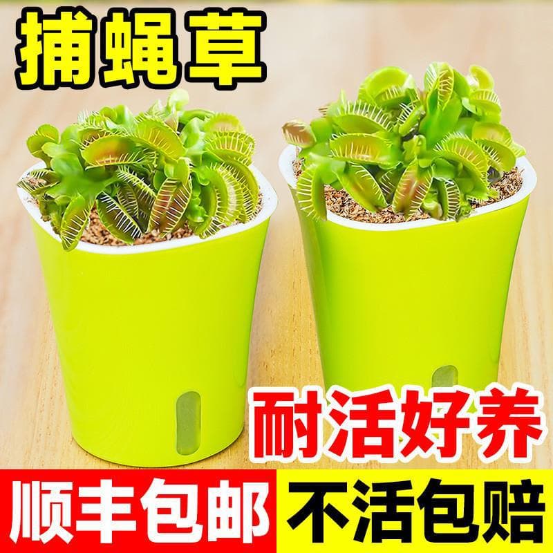 Venus Flytrap Potted Plant Giant Pitcher Plant Sundew Carnivorous Plant Insectivorous Green Plant Hydroponic Mosquito Repellent Bug Catcher Fun Plant