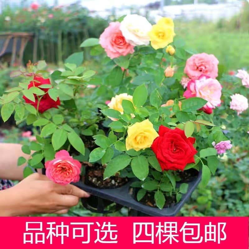 One-piece drop-shipping small seedlings climbing rose flower seedlings multi-season strong fragrance large flower vine rose flower courtyard garden