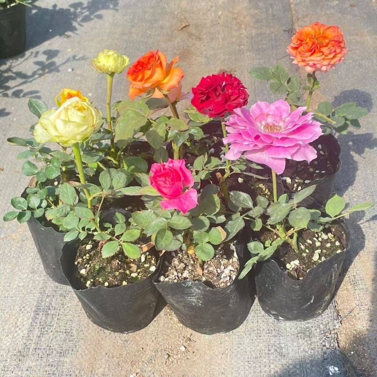 [Pack of Two] Rose Seedlings, European Moon Large Flowers, Fragrant Balcony Potted Courtyard Vines, Four-Season Blooming Roses