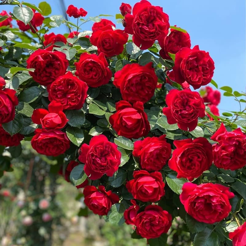 Florentina Climbing Rose Vine Large-flowered Climbing Rose Large Plant Extra Large Flowers Balcony Garden Plant Four Seasons Blooming