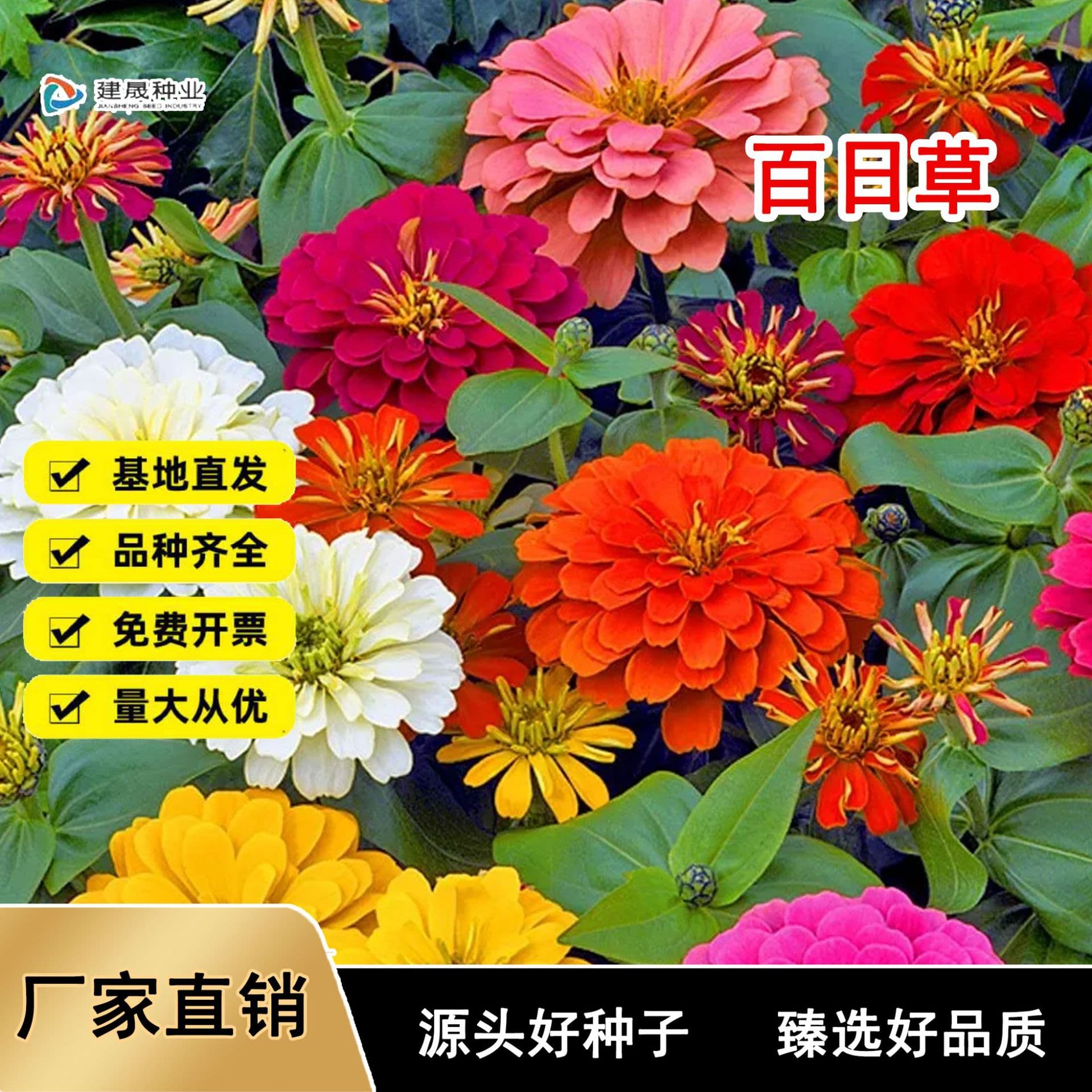 Zinnia Flower Seeds - Seven-Color Double-Petal Step-Up Seeds, Flower Sea Seeds, Four-Season Blooming Zinnia Flower Seeds