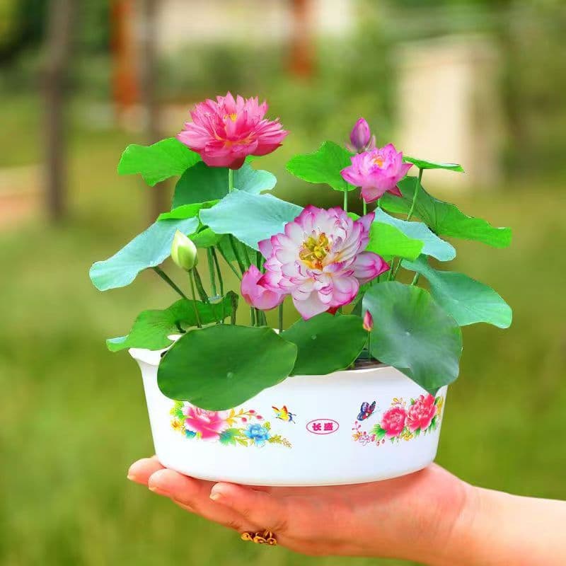 Bowl Lotus - Pre-sprouted Bowl Lotus Seeds, Lotus Seeds, Water Lily Seeds, Old Root Seeds, Soilless Potted Hydroponic Seeds