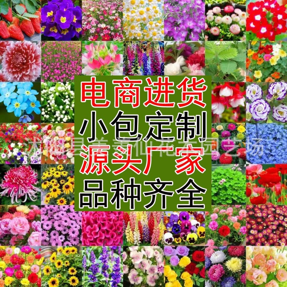Flower Seeds, Wholesale Seeds for All Seasons: Gypsophila, Sunflowers, Cosmos, Zinnias, Daisies, Mint