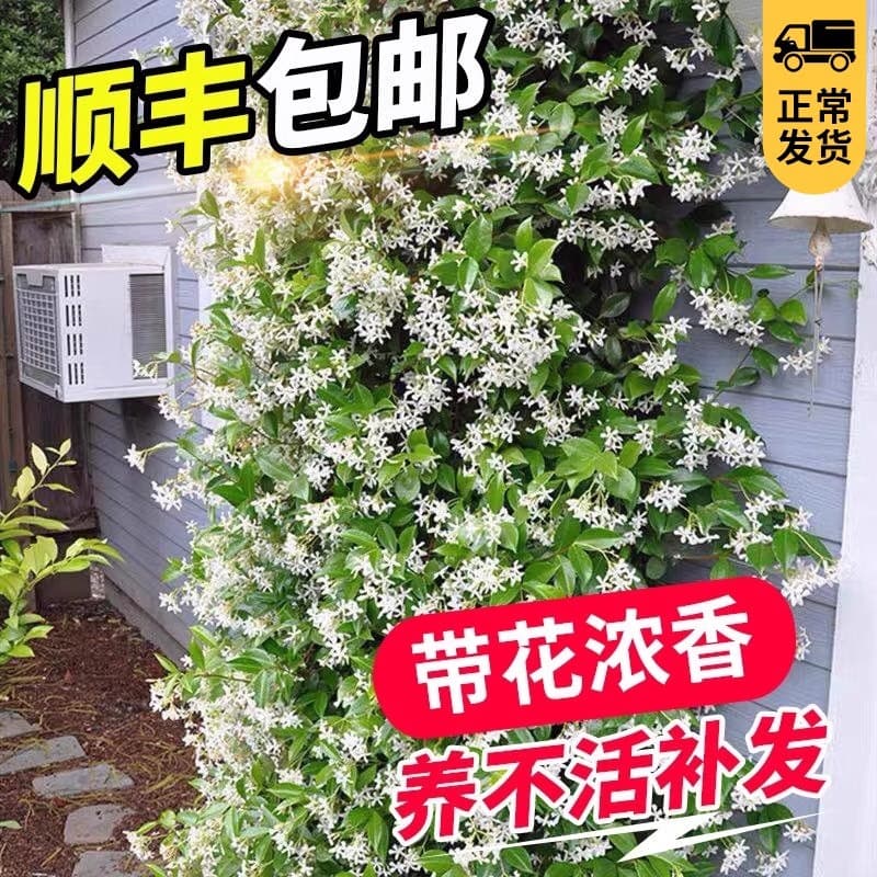 Windmill Jasmine Potted Large Seedlings, Easy to Grow, Cold-Resistant, Four-Season Blooming, Courtyard Hanging Vine Climbing Plant, Flowering Green Plant