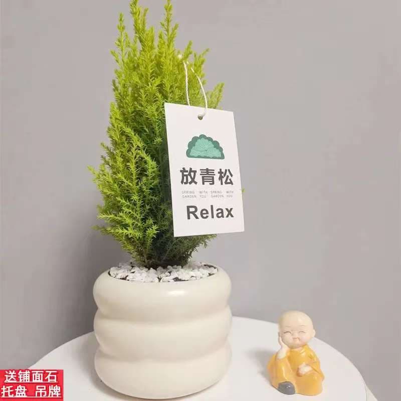 Scented small fragrant pine potted Christmas tree Nordic ins style potted balcony all-season evergreen indoor floor-to-ceiling green plants