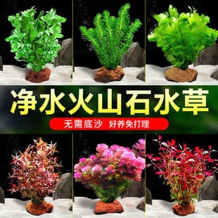 Volcanic Rock Aquarium Plants Hornwort Anubias Nana Low Maintenance Live Plants Aquascaping Substrate Set Negative Light True Grass