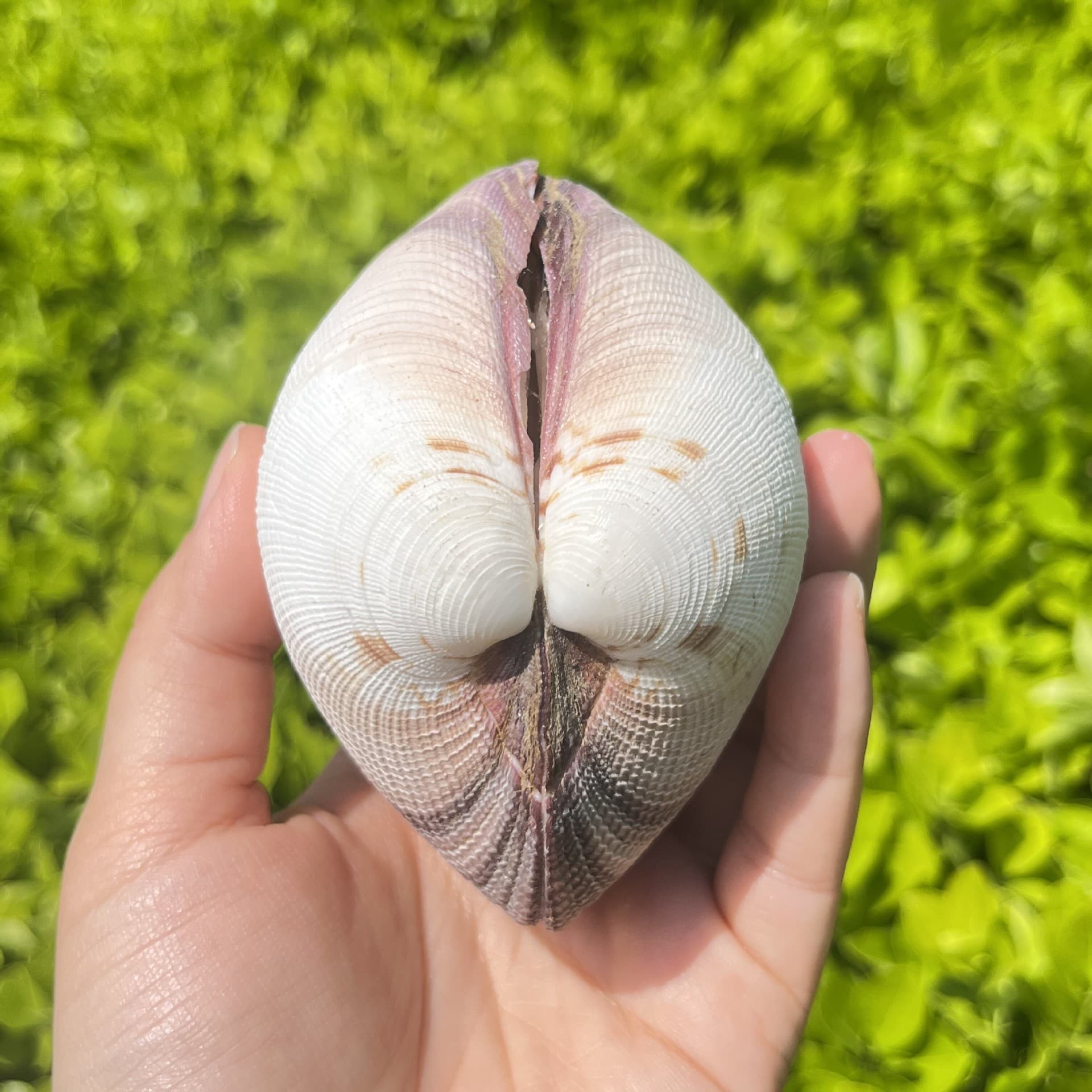 Large Cockle Shell Bird Tail Clam Mediterranean Style Decoration Aquarium Base DIY Craft Accessories