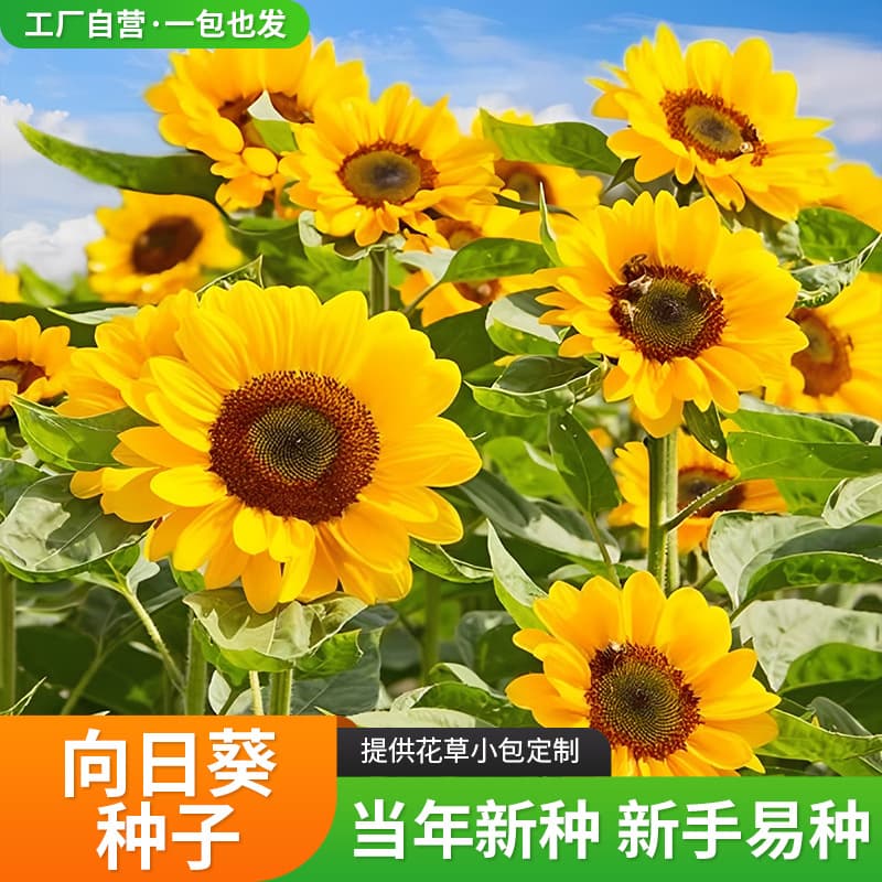 Sunflower seeds Edible sunflower seeds Large-flowered oil sunflower Ornamental sunflower seeds are easy to grow and bloom in all seasons