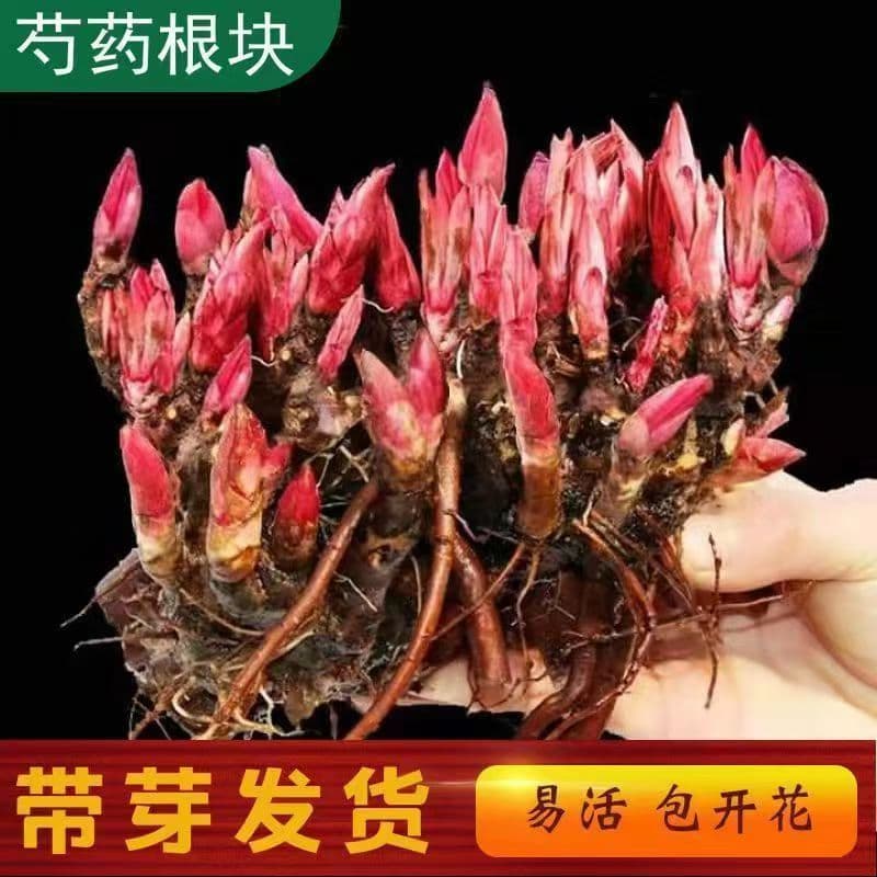 Peony Fairy Flower - Large Cold-Tolerant Peony Root Bulbs for Garden, Courtyard, Balcony, and Potted Plants