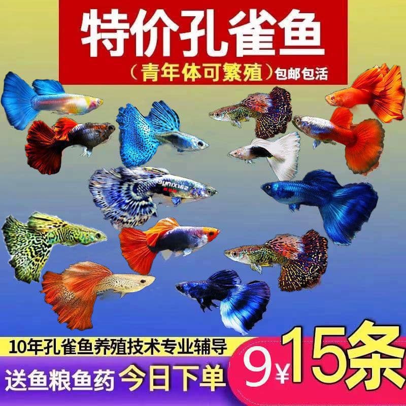 Peacock tropical ornamental fish fry freshwater cold water small fish easy to raise and durable