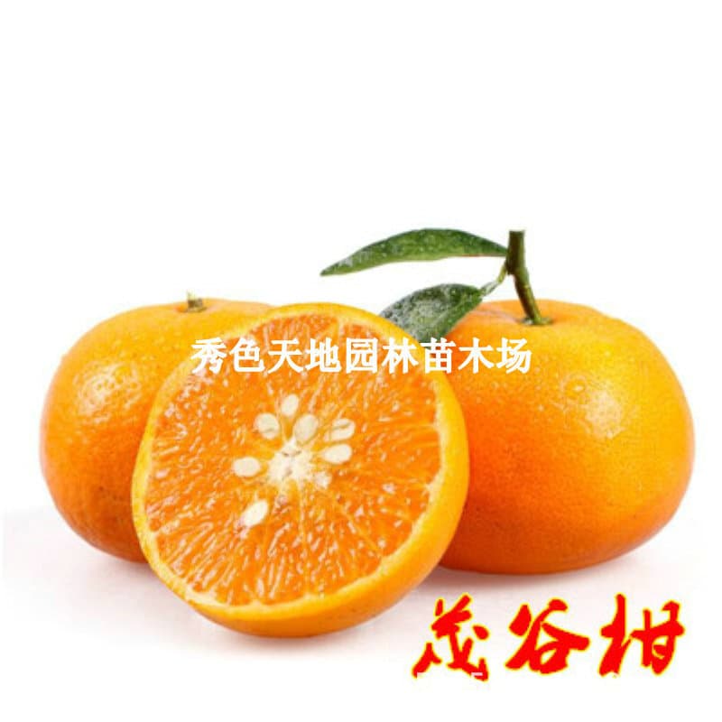 Seedless Sugar Orange Tree Grafted Seedlings, Ugly Orange Seedlings, Garden Ground Planting, Potted Orange Tree Seedlings, Fruit Tree Seedlings, Bear Fruit Same Year