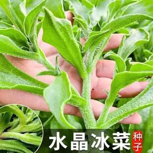 Authentic Crystal Ice Plant Seeds Nutrient Rich High Calcium African Ice Plant Self-contained Ice Crystals Four Seasons Balcony Potted Vegetable Seeds