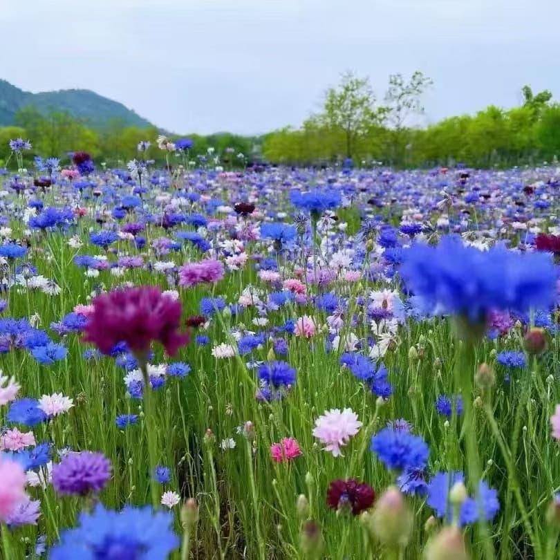 Cornflower seeds blue cold-resistant flower seeds project greening four seasons sowing flowering courtyard balcony outdoor flower seeds