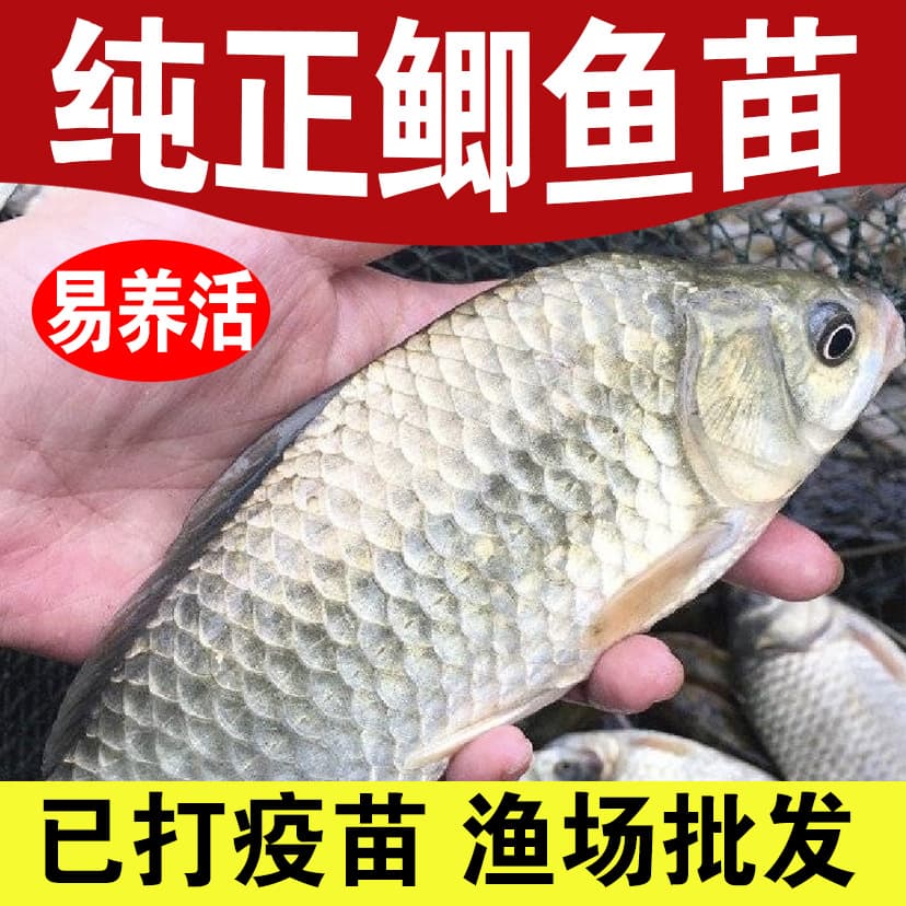 Large variety Zhongke No.5 crucian carp, engineering crucian carp, grass carp, red carp, silver carp, bighead carp, white carp fry for freshwater aquaculture