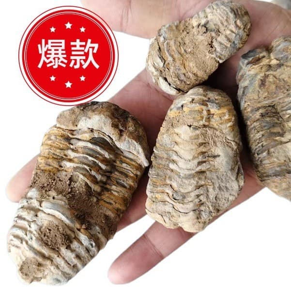 Morocco Natural Ancient Marine Fossil Trilobite Specimen Paleontological Collection Stone Children's Educational Science