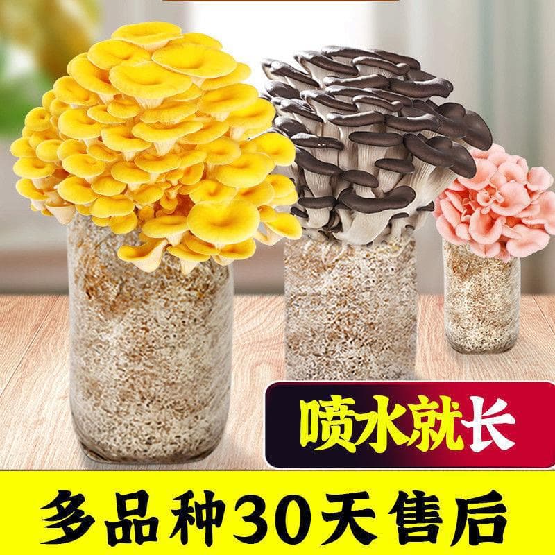 Mushroom Growing Kit Shiitake Spores Popular Mushroom Cultivation Kit for Home Edible Oyster Mushroom Growing Bag