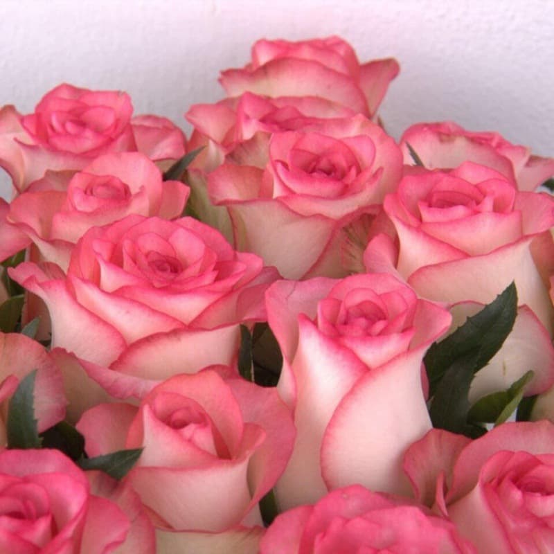 Rose Seeds for Indoor and Outdoor Potted Plants, Various Types Easy to Grow, Flower Seeds for Garden Greenery