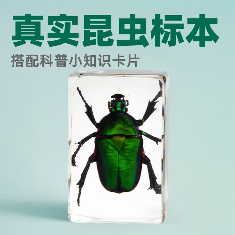 3# Real insect specimen transparent resin spider butterfly beetle scorpion popular science ornaments handmade glue crafts