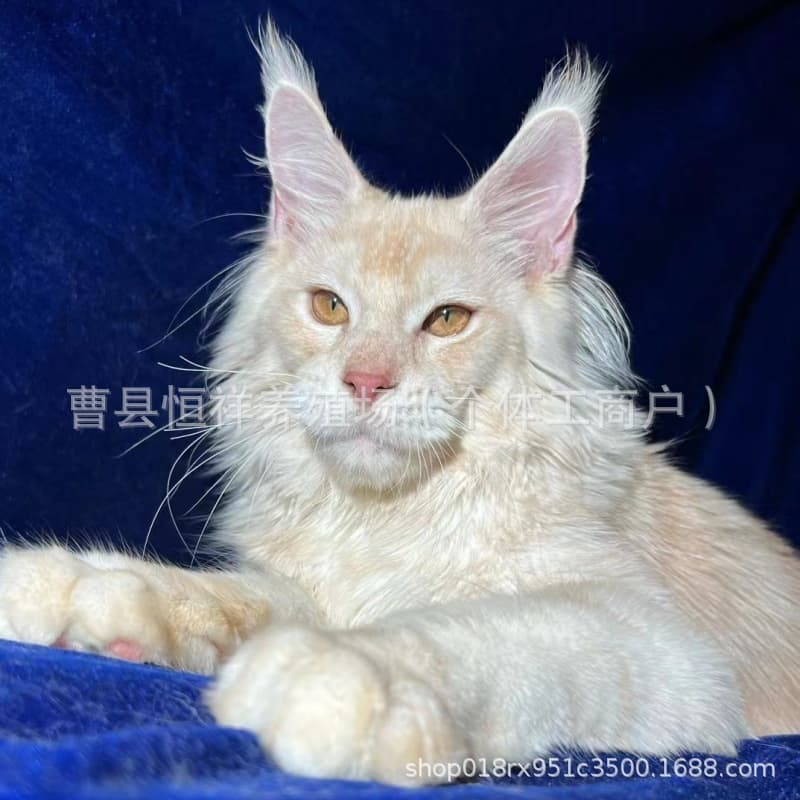 Purebred Russian Maine Coon Kittens Long-Haired Cats Gentle Affectionate Breeder Selling Maine Coon Cats Maine Coon Live Cats