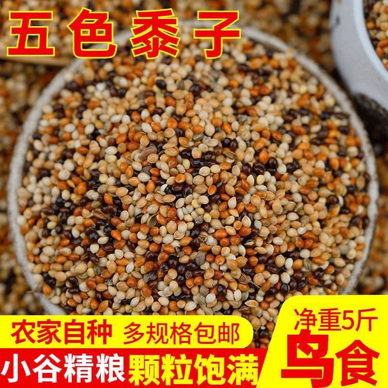 Mixed Parrot Bird Seed - Cockatiel, Budgie, Lovebird, Five-Color Millet with Husks