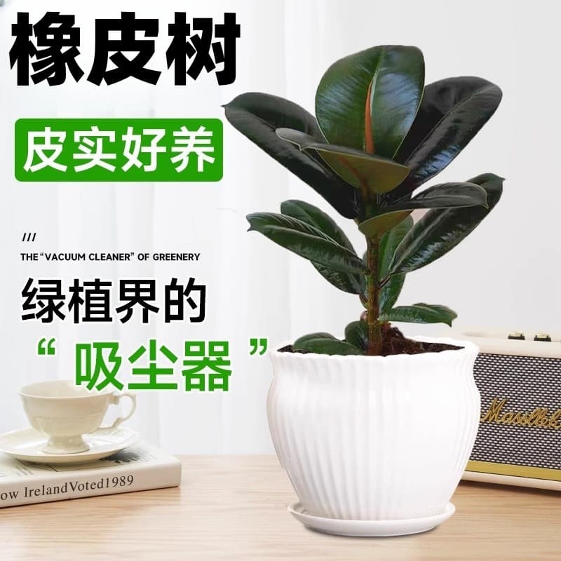 Black Gold Rubber Tree Potted Plant New Home Indoor Balcony Formaldehyde Absorbing Rubber Plant Living Room Air Purifying Plant