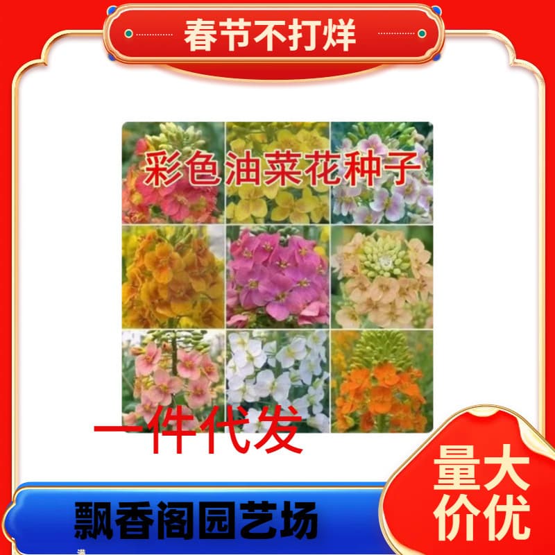 Dropshipping Colorfulful Rapeseed Seeds Colorfulful Rapeseed Yellow Rapeseed Outdoor Courtyard Landscape Flower Sea Flower
