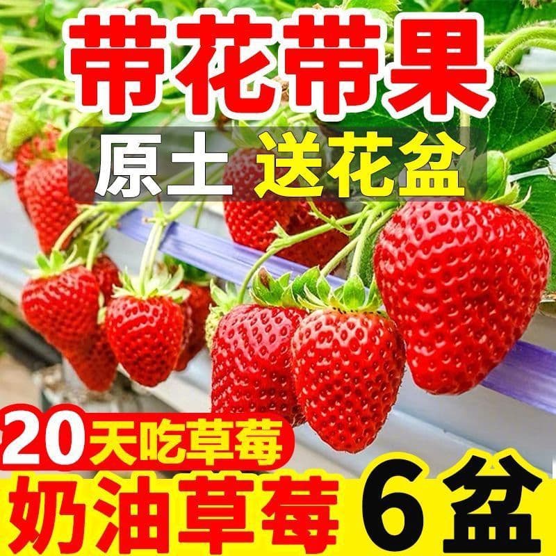 Cream Strawberry Seedlings with Flowers and Fruits, Potted for Balcony and Garden Planting, Suitable for North and South, Original Soil and Pot
