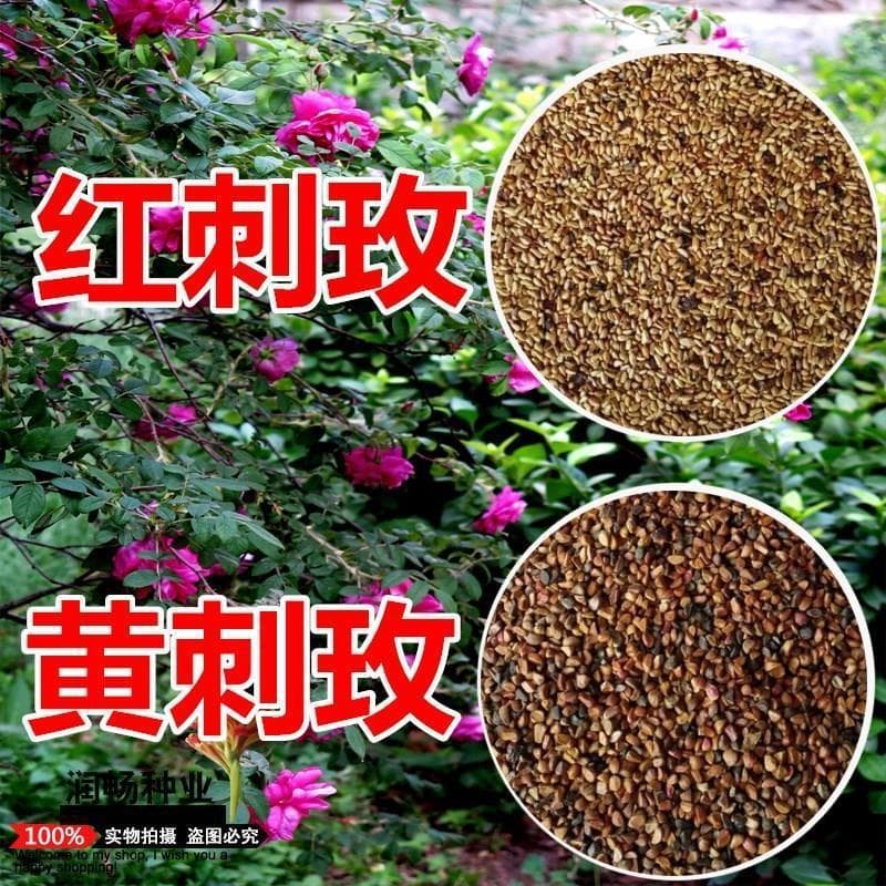 Yellow Rose Thorn Red Rose Thorn Seeds with Thorns, Free Shipping, Landscaping Ornamental Flowering, Freshly Harvested This Year