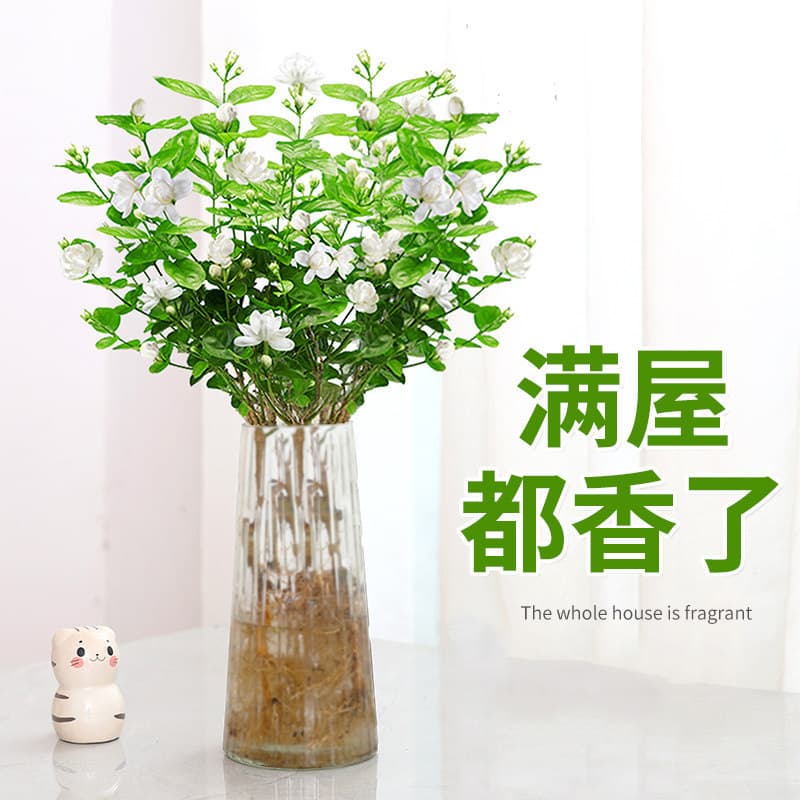 Jasmine Hydroponic Plant Potted Living Room Office Desktop Easy-Care Green Plant Water-Cultured Flowers Blooming All Seasons