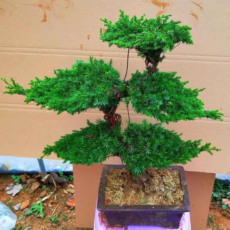 Black Pine Bonsai Real Pine Bonsai Shaped Pine Tree Seedling Welcome Pine Bonsai Real Tree Black Pine Seedling Podocarpus