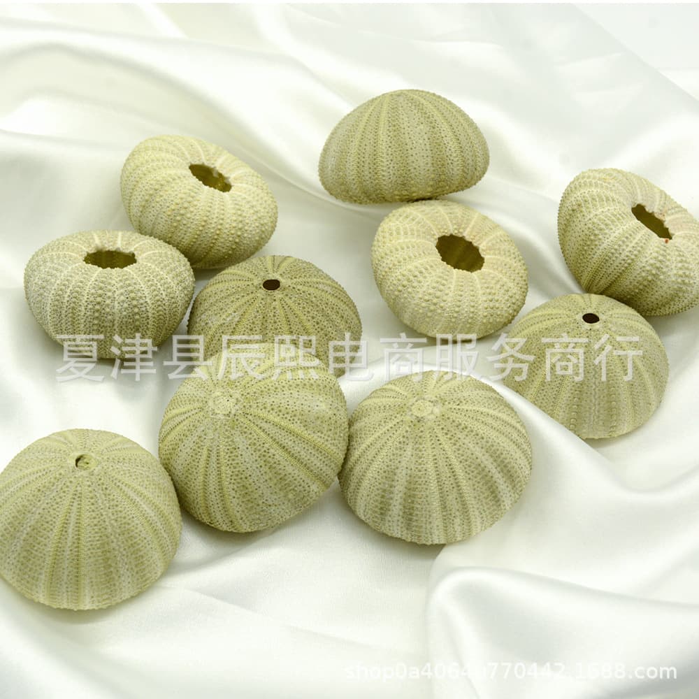 Natural Seashell Conch Series Turquoise Sea Urchin Shell Home Platform Decor with Air Plant Base for Landscape Design