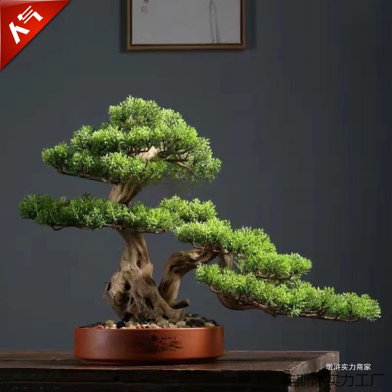 Indoor Living Room Pine Tree, Welcome Pine Bonsai, Real Tree, Pine Bonsai, Small Pine Tree, Potted Plant, Potted Real Pine Tree