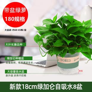 180 Pothos Hydroponic Indoor Formaldehyde Absorbing Green Plant Hydroponic Plant Long Vine Hanging Pothos Potted Plant Wholesale