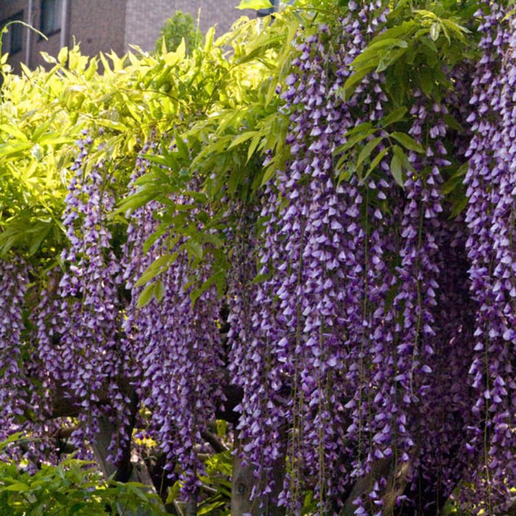 Cold Tolerant Wisteria Flower Seedlings Potted Climbing Plant Large Seedlings Courtyard Firecracker Flower Hanging Flower Seedlings Greenery Four Seasons Blooming Flowers